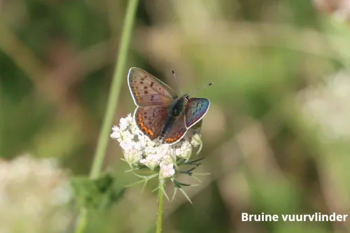 Natuurbegraafplaats Heidepol. Bruine vuurvlinder.(235)