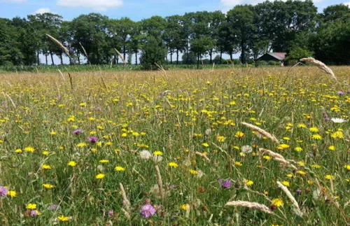 Samen werken aan kruidenrijke graslanden in Lingewaard
