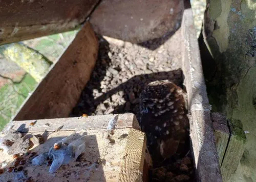 Steenuiltje en veel lieveheersbeestjes Foto. André van Boekholt