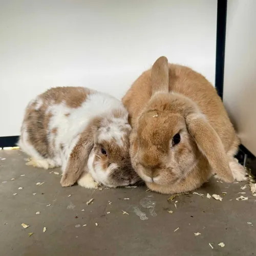 Major-Piet-0605-Bob-0606-1