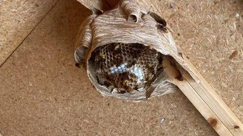 Wespenstichting.wespennest