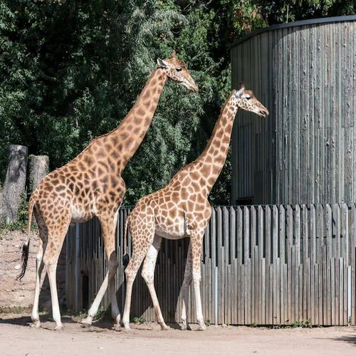Dierentuin.pexels-wolfgang-weiser-467045605-22491771