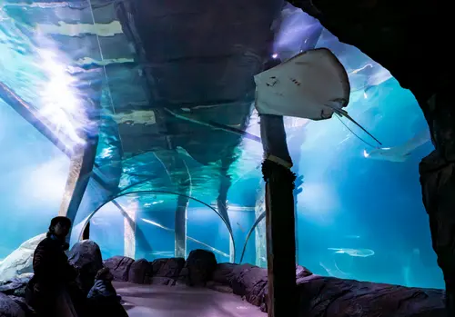 Roggentunnel.Mira Meijer.Koniklijke Burgers' Zoo