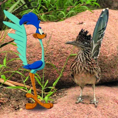 Road Runner vs Renkoekoek