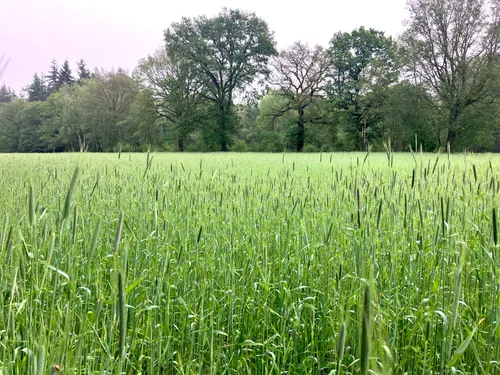 Oude graangewassen op de pessaert