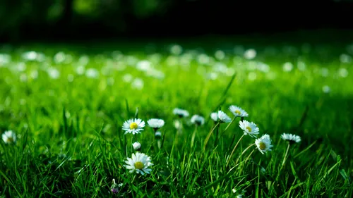 pexels-karoldach-409696-1