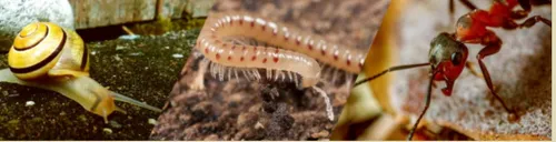 20250914 bodemdiertje (1)