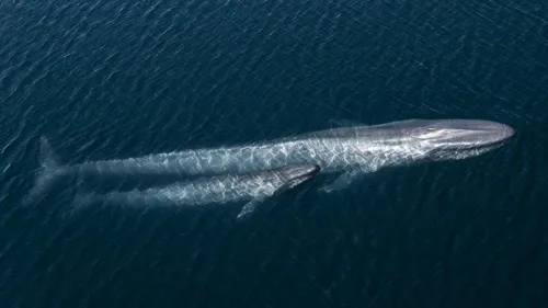 Sir David Attenborough National Geographic - blauwe vinvis