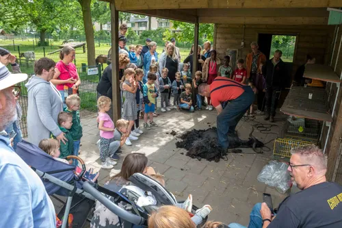 01 schaapscheren kinderboerderij uden 25 mei 2022