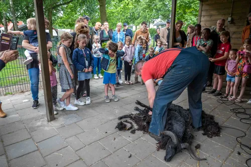 02 schaapscheren kinderboerderij uden 25 mei 2022