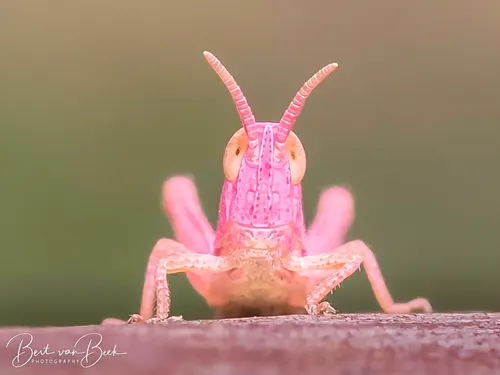 2 lezing macrofotografie 9 oktober 2023