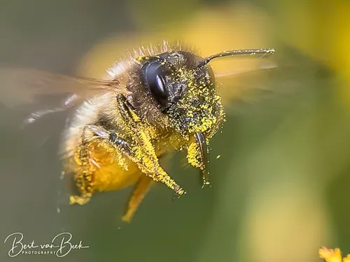3 lezing macrofotografie 9 oktober 2023 1