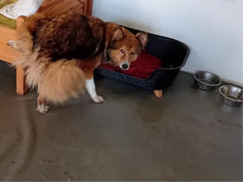 honden maashorst 1 2