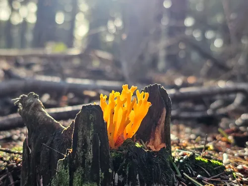 &nbsp; Gerda Vloet/IVN Uden