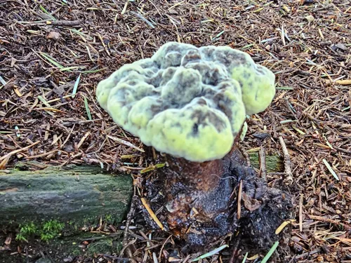 &nbsp; Gerda Vloet/IVN Uden