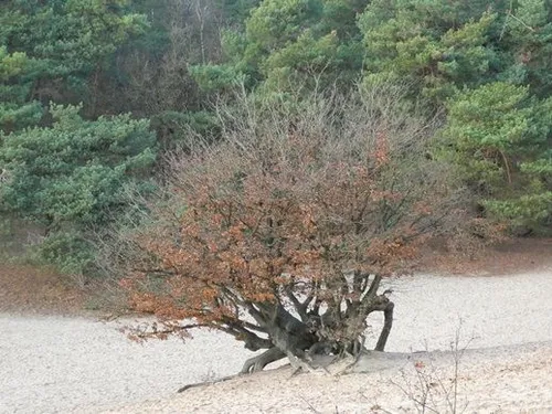 &nbsp; Gerda Vloet/IVN Uden&nbsp;&nbsp;