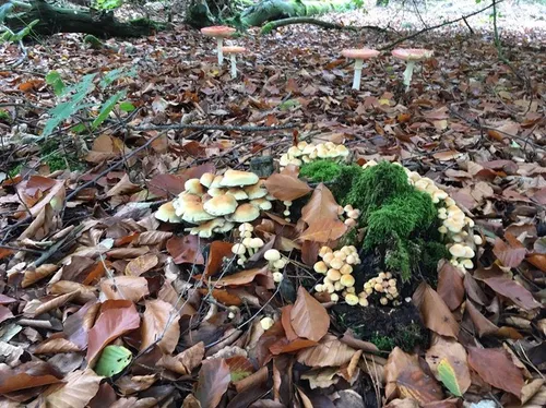 Gerda Vloet/IVN Uden