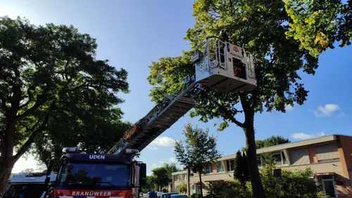 12-09-2025 Kat in boom 02