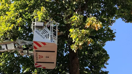 12-09-2025 Kat in boom 03