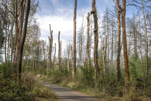 4. Droogte in De Maashorst (foto Peter Noy ©)