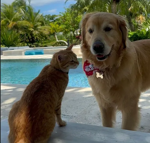 huisdieren jake paul