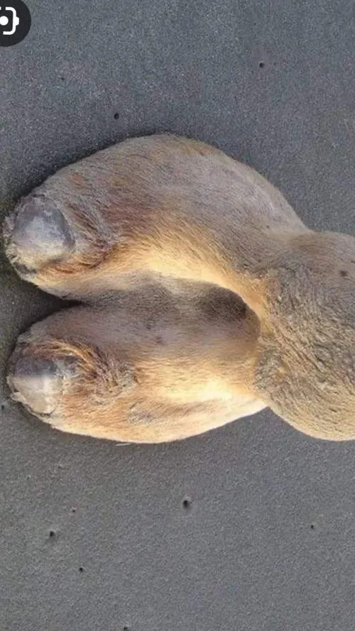 juultjetieleman 3300341068478036533