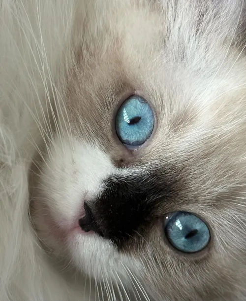 poes van juultje tieleman