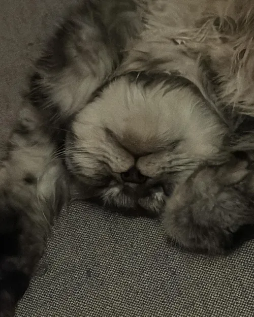 puck moonen kat loki