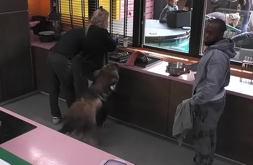 Big Brother moment hond