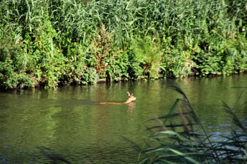 30 07 2020 dier te water zuid willemsvaart keldonk 1