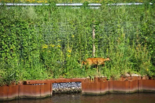 30 07 2020 dier te water zuid willemsvaart keldonk 3