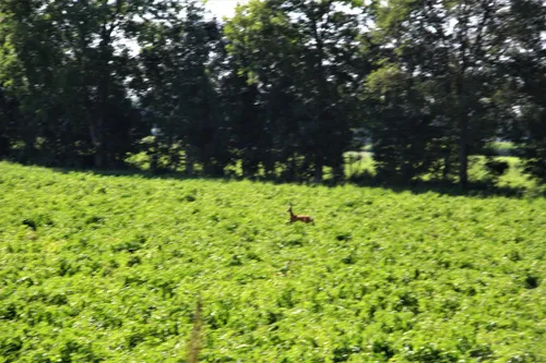 30 07 2020 dier te water zuid willemsvaart keldonk 5