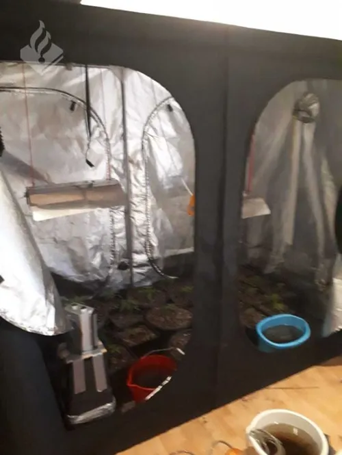 30 12 2020 hennepkwekerij schijndel