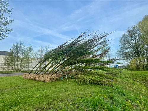 bomen industrieterrein dubbelen