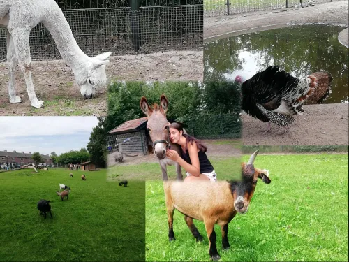 dierenparkje veghel zuid
