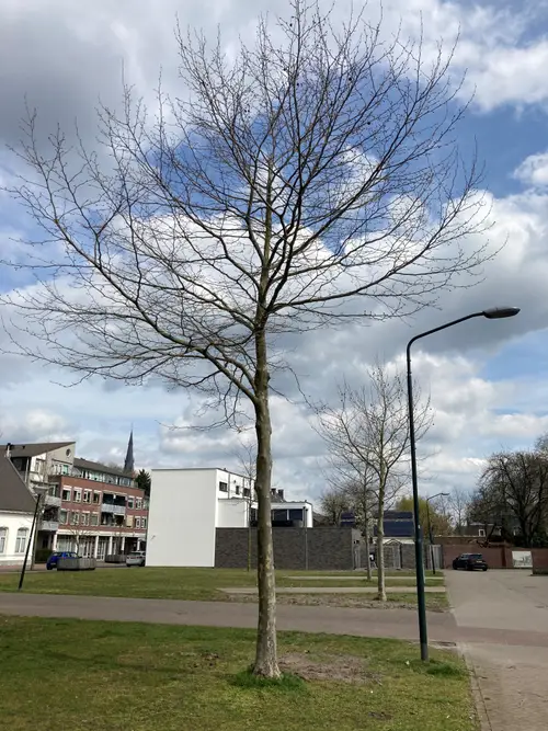 foto staand bomen perceel hoogstraat