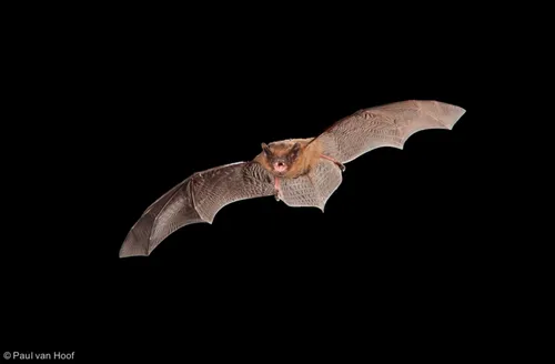 gewone dwergvleermuis