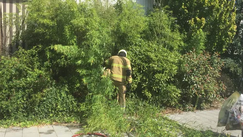 whatsapp image 2020 07 19 at 163000