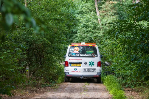 05-08-2025 Dier op hoogte Eerde 07