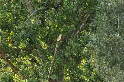 06-09-2025 Stormschade Bosscheweg Keldonk 04