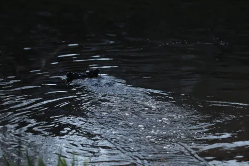 22-03-2026 Persoon te water Veghel 13