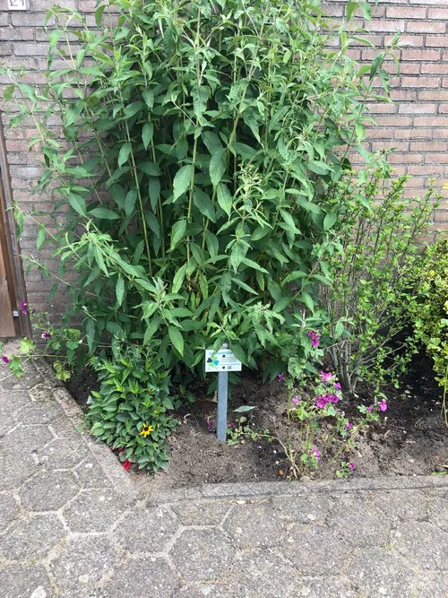 09-06-2026 Groenadoptie 02