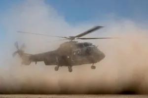 brown out cougar 300x200