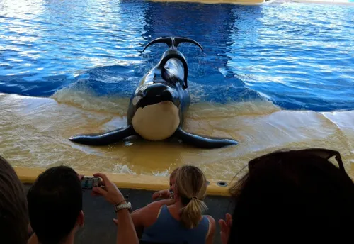 blackfish 67000073 st 4 s low