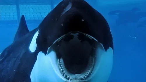 blackfish articlelarge