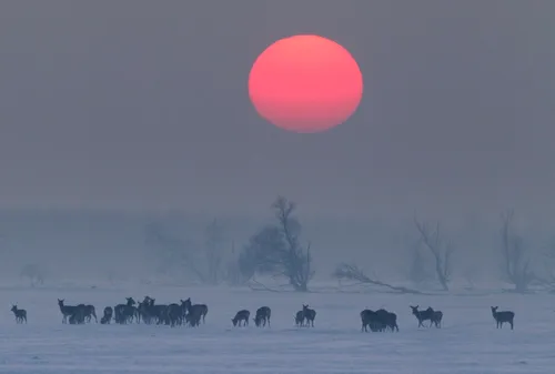 de nieuwe wildernis 47042679 st 6 s low