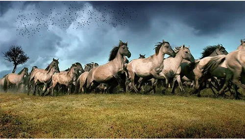 de nieuwe wildernis filmposter small