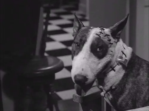 frankenweenie1