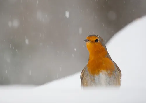 holland natuur in de delta 47042982 st 15 s low