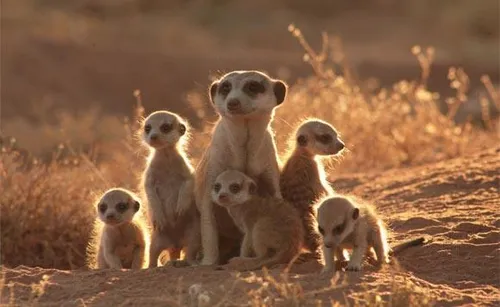 meerkats1